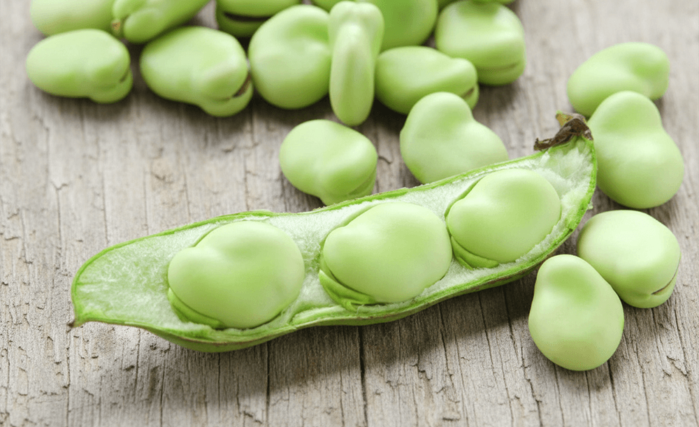 Fava Bean The Digestive-Friendly Protein