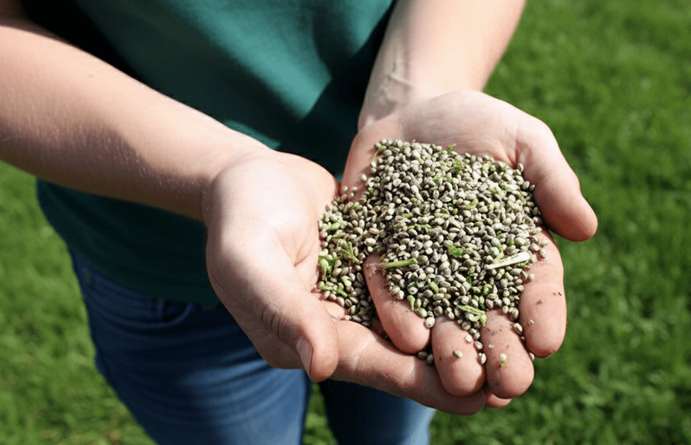 Hemp Protein Omega-Rich and Earthy